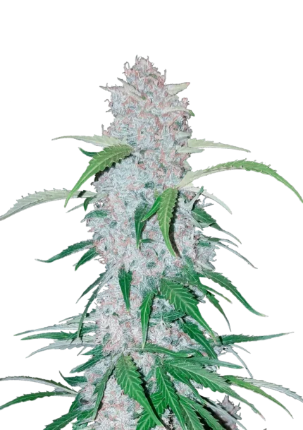FAST BUDS - SIX SHOOTER AUTO