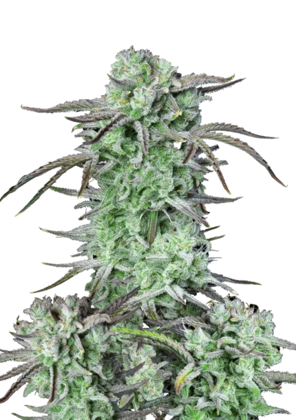 FAST BUDS - STRAWBERRY BANANA AUTO