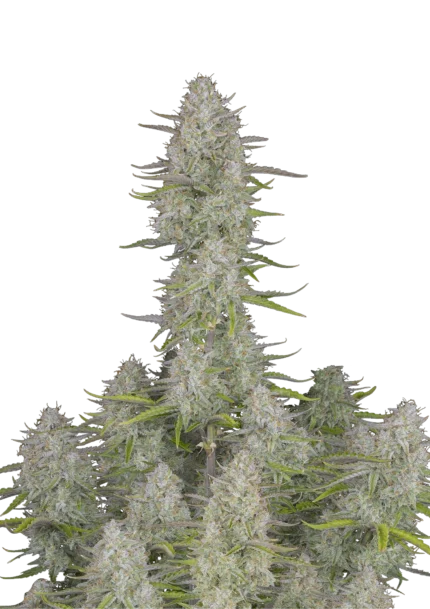 FAST BUDS - WEDDING CHEESECAKE AUTO