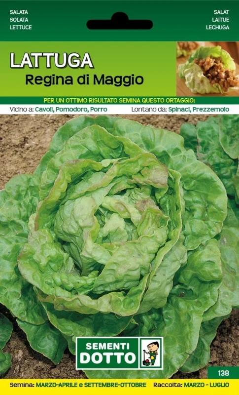 LATTUGA REGINA DI MAGGIO ORTO BIOLOGICO DOTTO SEMENTI