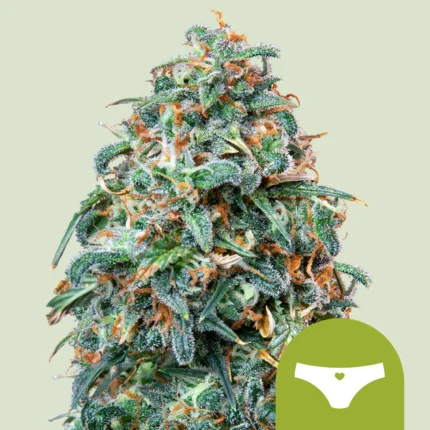 ROYAL QUEEN SEEDS - SHERBET QUEEN AUTOMATIC FEM