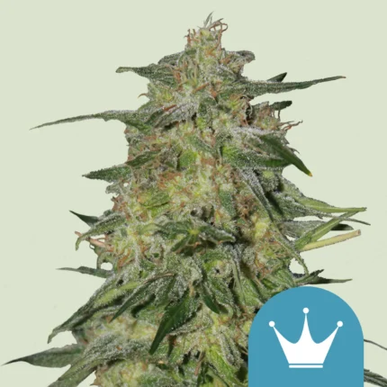 ROYAL QUEEN SEEDS - ROYAL HIGHNESS CBD FEM