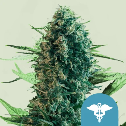 ROYAL QUEEN SEEDS - ROYAL MEDIC CBD FEM