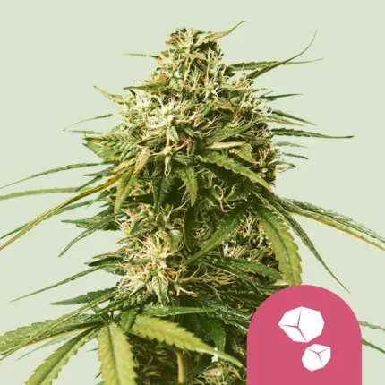 ROYAL QUEEN SEEDS - GUSHERS FEM (USA PREMIUM)