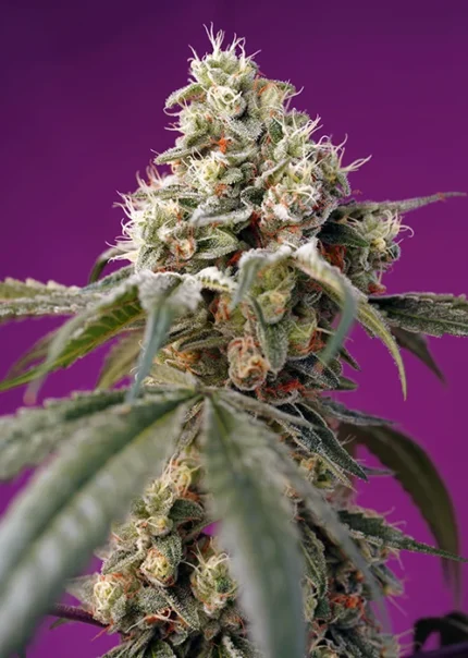 SWEET SEEDS - BRUCE BANNER AUTO® FEM (SWS91)