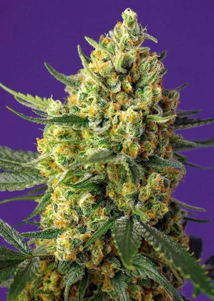 SWEET SEEDS - CRYSTAL CANDY XL AUTO® FEM (SWS87)