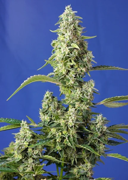 SWEET SEEDS - GORILLA GIRL XL AUTO®  FEM (SWGGXLAP3)