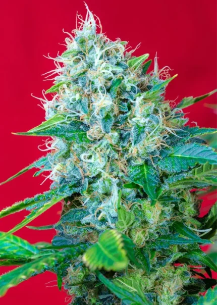 SWEET SEEDS - GREEN POISON® FEM (SWS14)