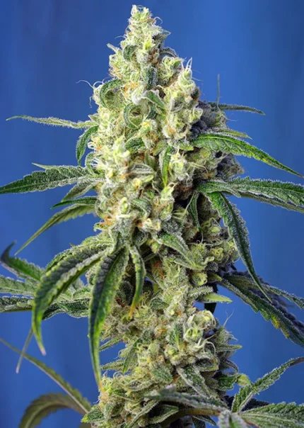 SWEET SEEDS - GREEN POISON CBD® FEM (SWS70) Available while stocks last