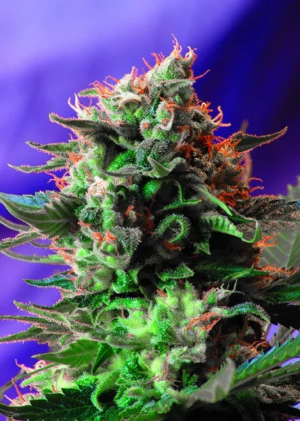SWEET SEEDS - JACK 47® FEM (SWS08)
