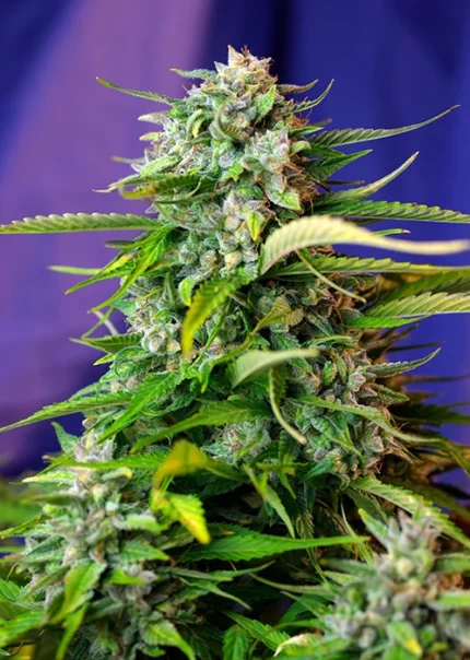 SWEET SEEDS - JACK 47 AUTO® FEM (SWS31) Disponibili fino a fine scorte