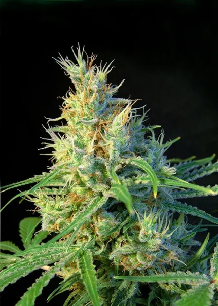 SWEET SEEDS - PSICODELICIA® FEM (SWS07)