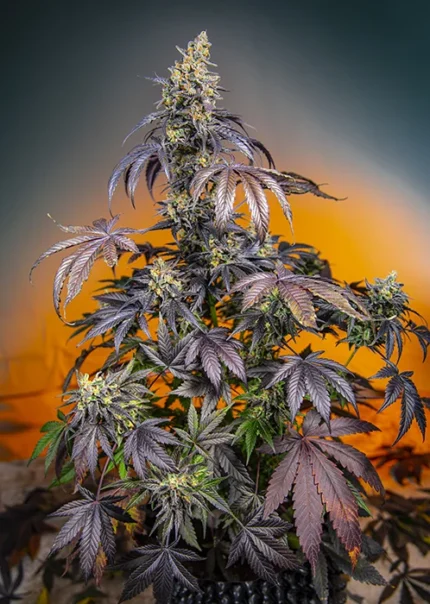 SWEET SEEDS - RED GORILLA GIRL XL AUTO® FEM (SWS89)