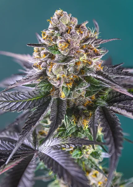 SWEET SEEDS - RED STRAWBERRY BANANA AUTO® FEM (SWS90)
