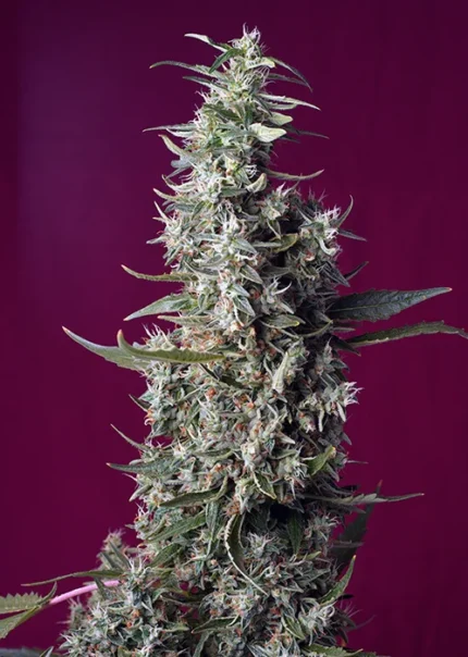 SWEET SEEDS - SWEET CHERRY PIE® FEM (SWS92)