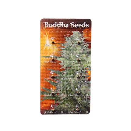 BUDDHA SEEDS - RED DWARF AUTO FEM | BLISTER 1x10 SEMI