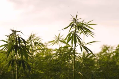 Piante di cannabis coltivate all’aperto sotto il cielo al tramonto