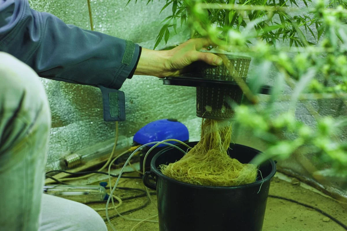 Coltivazione idroponica di cannabis in grow box