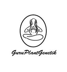 GURU PLANT GENETIK - AUTO MANDARINE PURPLE KUSH  FEM