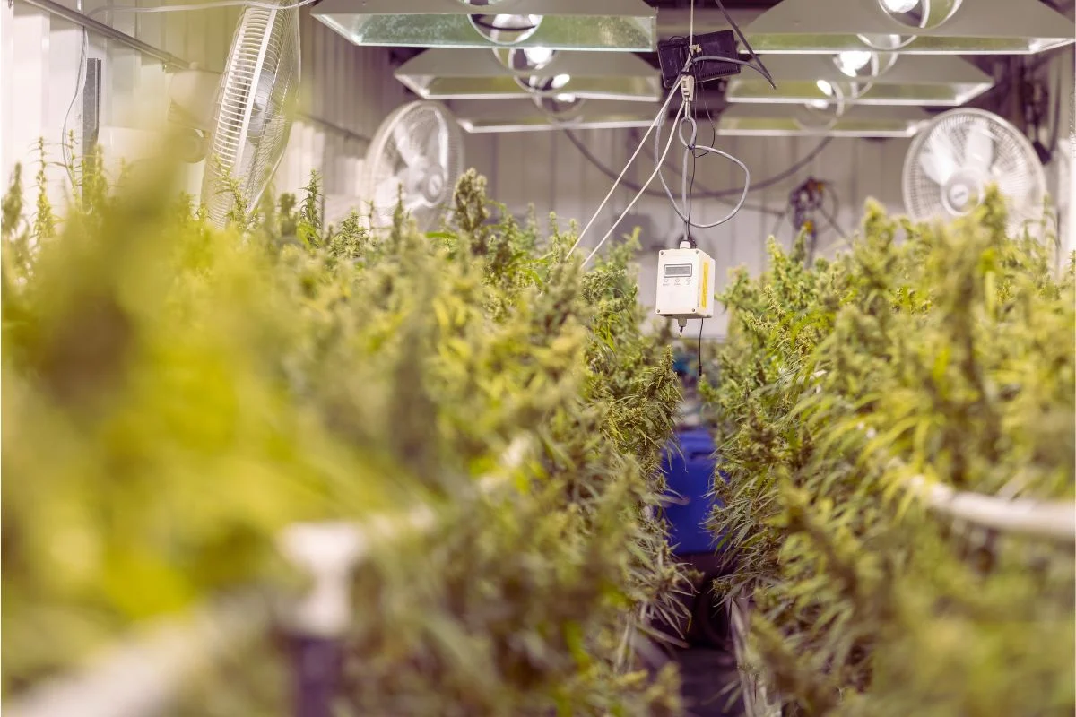 Tecniche avanzate di coltivazione in una serra di cannabis