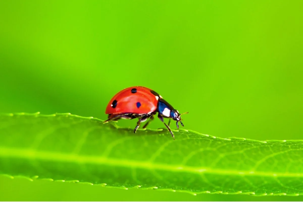 coccinella su foglia di cannabis che mangia afidi