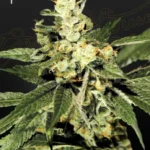 GREEN HOUSE SEED CO. - TRAINWRECK FEM