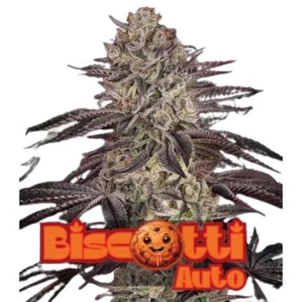 GREEN HOUSE SEED CO. - BISCOTTI AUTO FEM