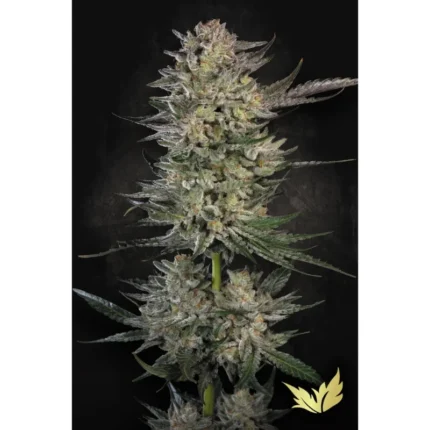 PARADISE SEEDS - CANDY BREATH FEM | 3 SEEDS