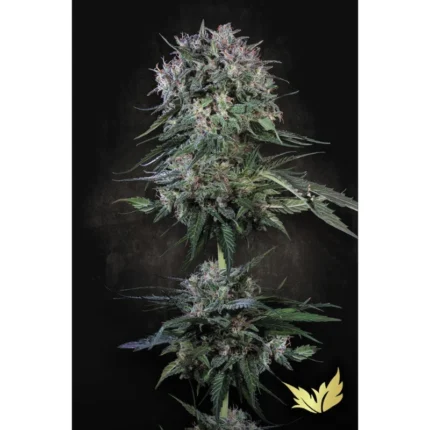PARADISE SEEDS - DOPPLER FEM