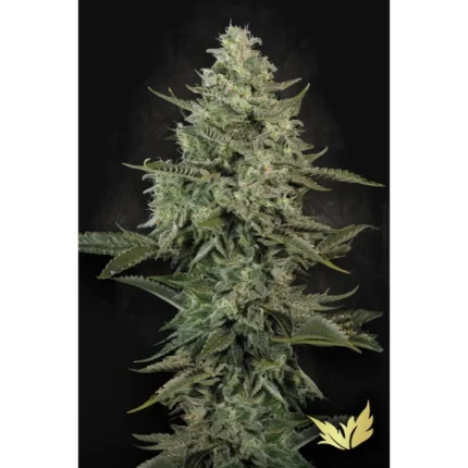 PARADISE SEEDS - MENDO CREME FEM