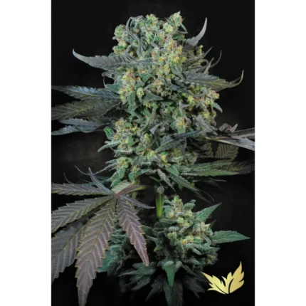 PARADISE SEEDS - MOMO FEM