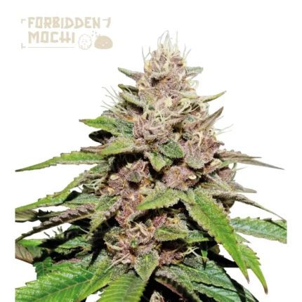 SEEDSTOCKERS - FORBIDDEN MOCHI AUTO FEM (SUPERIOR)