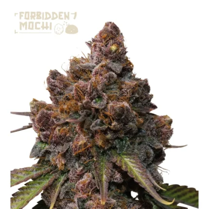 SEEDSTOCKERS - FORBIDDEN MOCHI FEM (SUPERIOR)