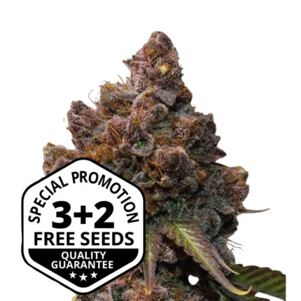 SEEDSTOCKERS - FORBIDDEN MOCHI FAST FEM (SUPERIOR)