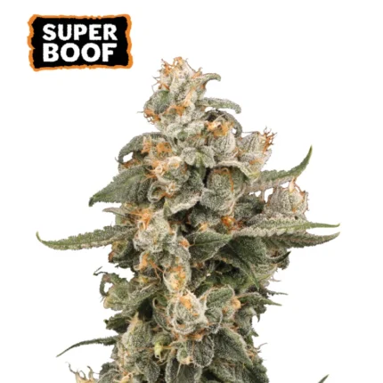 SEEDSTOCKERS - SUPER BOOF AUTO FEM