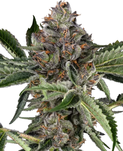 SENSI SEEDS RESEARCH - PAPAYA JEALOUSY FEM