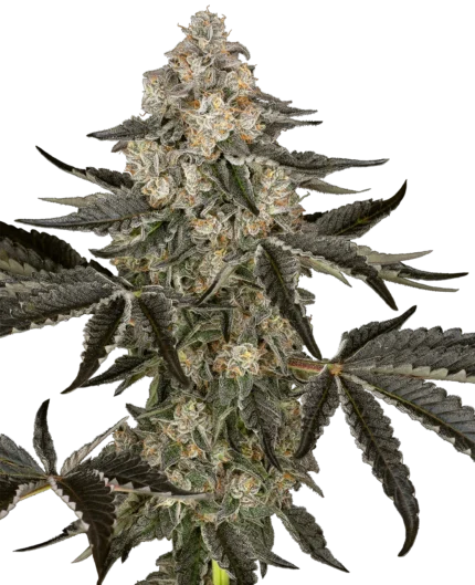 SENSI SEEDS RESEARCH - SAUVIGNON BLANC AUTO FEM