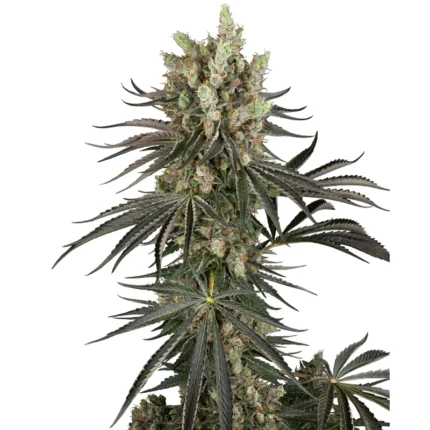 SENSI SEEDS RESEARCH - SLAM DANK FEM