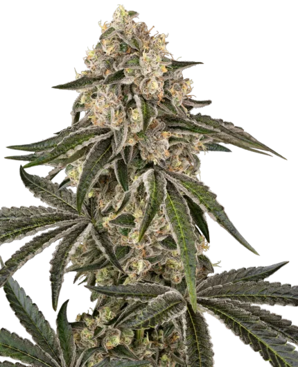 SENSI SEEDS BANK - SUNSET PEACH FEM
