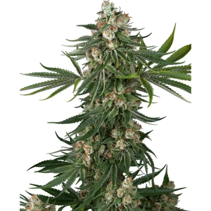 WHITE LABEL - FALLOUT OG FEM