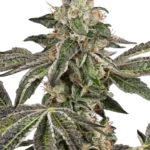 WHITE LABEL - RUNTZ AUTO FEM