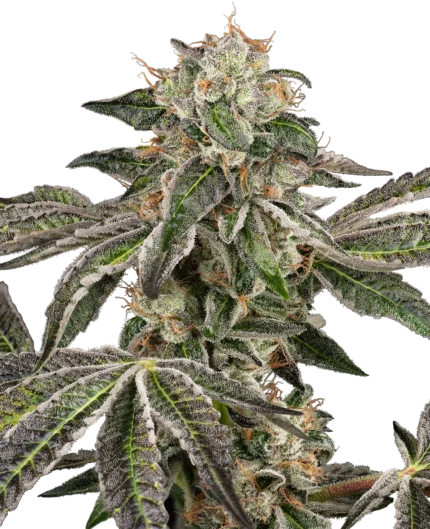 WHITE LABEL - RUNTZ AUTO FEM
