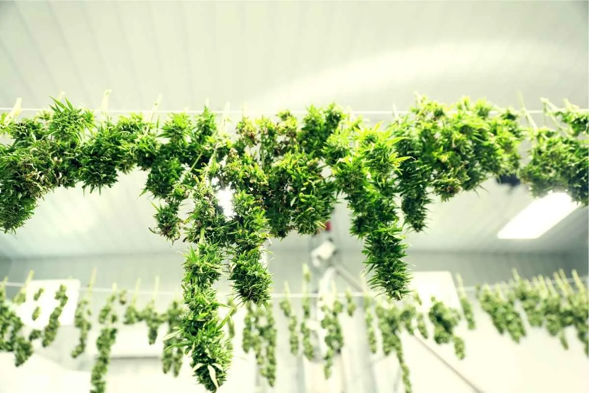 Cime di cannabis appese per essiccare