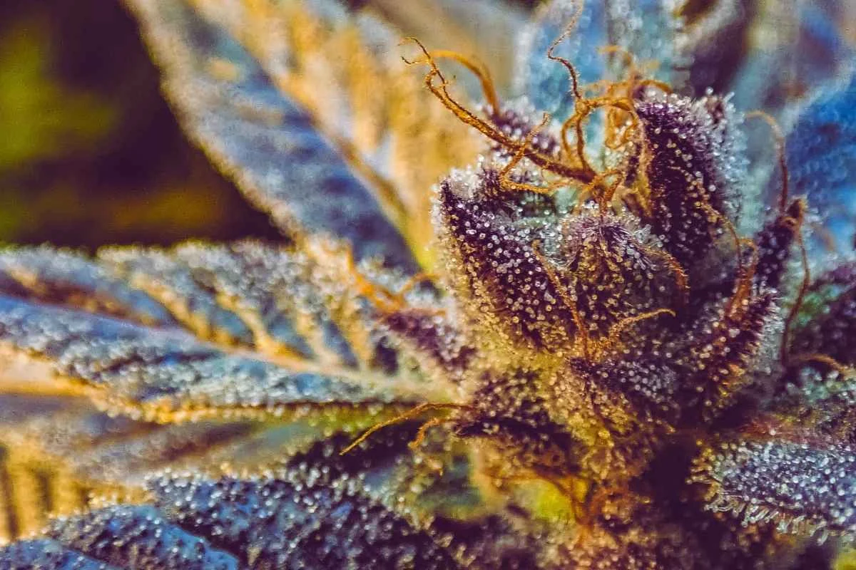 Dettaglio dei tricomi maturi su fiore di cannabis