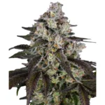 BARNEY'S FARM - TRAINWRECK FEM