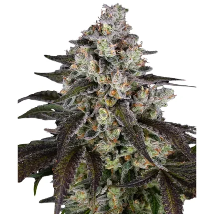 BARNEY'S FARM - TRAINWRECK FEM