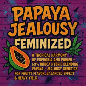 PAPAYA JEALOUSY FEMINIZED A tropical harmony of euphoria and power – 60% Indica hybrid blending Papaya × Jealousy genetics for fruity flavor, balanced effect & heavy yield.