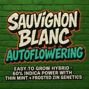 SAUVIGNON BLANC AUTOFLOWERING
Easy to grow hybrid – 60% Indica power with Thin Mint × Frosted Zinn genetics