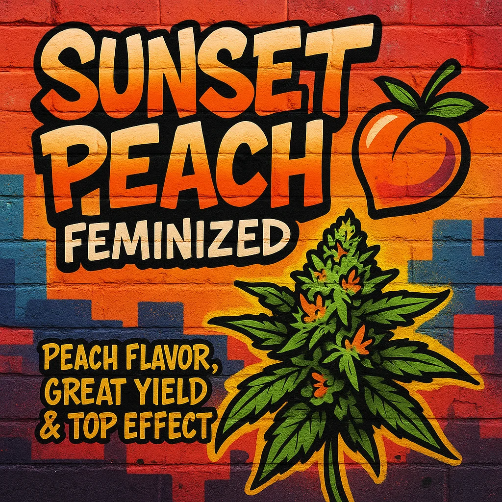 Sunset Peach Feminized - Budream