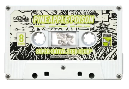 CLUB DE SEMILLAS SUPER SATIVA - PINEAPPLE POISON FEM
